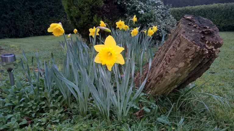 Spring Daffodils in Daingean, County Offaly.