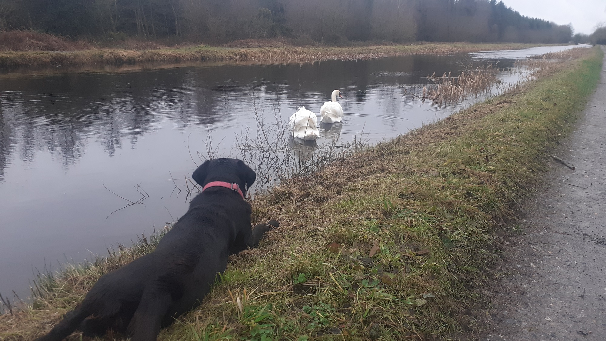 Black Labrador - White Swans - Grand Canal Greenway