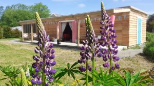 Lupins in the Garden at Hen Party Glamping @ Boglands